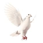 pigeon
